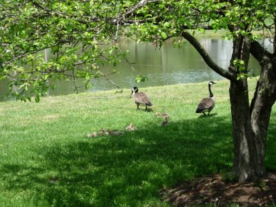 Geese Resting