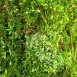 Moss on Tree