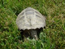 Crabby Turtle